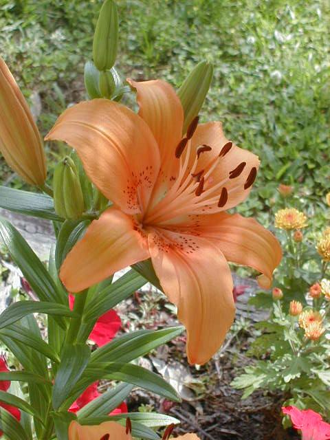 close-up of orange lily