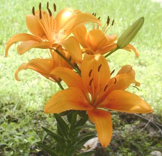 front yard orange lilies