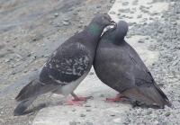 pigeons bill and coo at arishiyama
