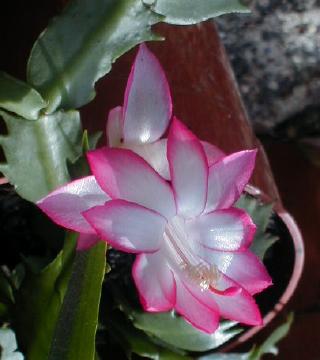 formerly red, now pink-tipped white christmas cactus