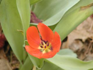 spring flower at garvin woodland gardens