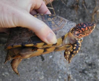 red-headed box turtle