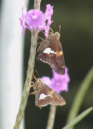 silver-spotted skippers courted in the sun