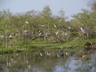 egret rookery at Pine Island cypress swamp