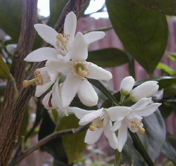 satsuma flowers
