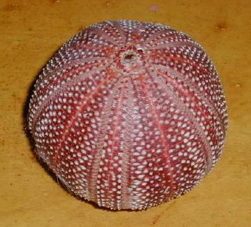 garage sale sea urchin