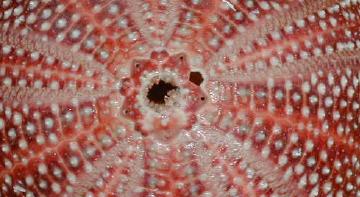 detail of sea urchin