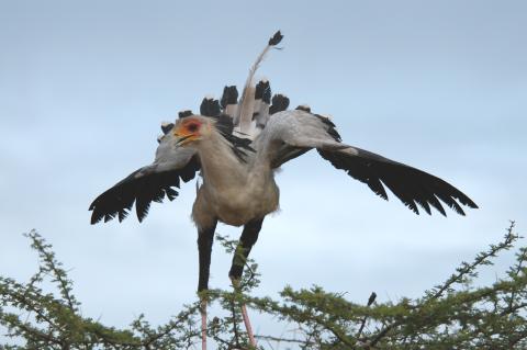 secretary bird in tsavo west, kenya