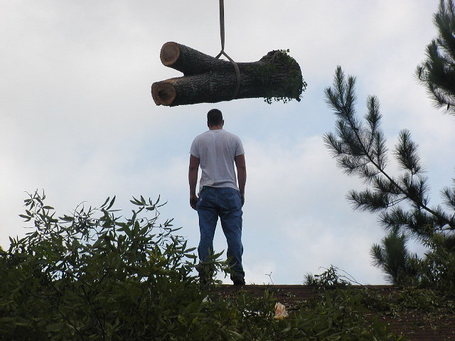 a huge trunk section is lifted