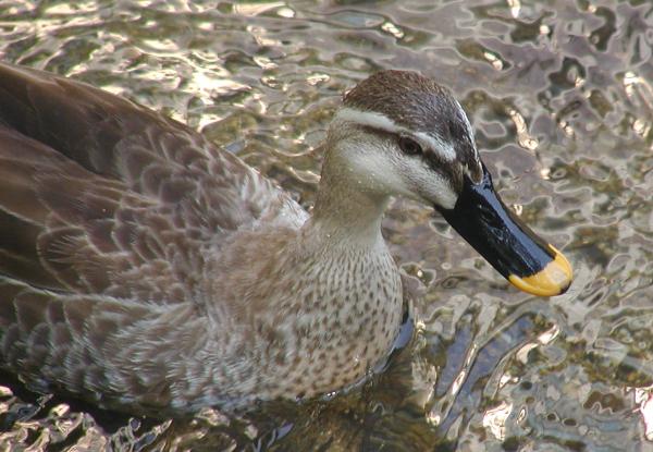 spot-billed duck