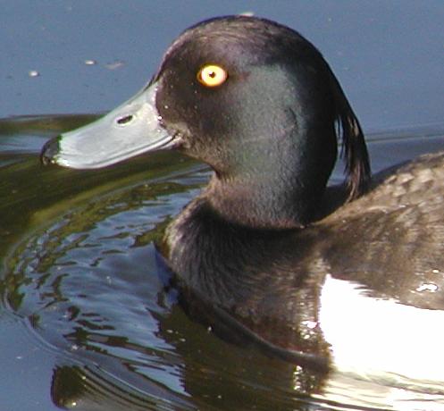 detail, male Tufted Duck, summer plumage