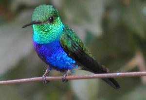 violet-bellied hummingbird in panama
