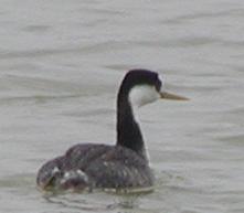 western grebe at elephant butte, new mexico