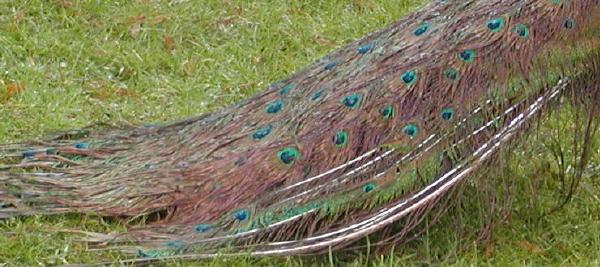 wet soggy peacock's tail in Paris