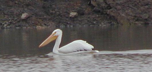 white pelican at elephant butte, new mexico
