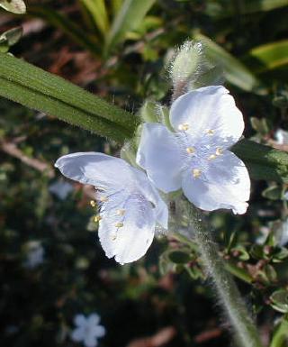 white spiderwort