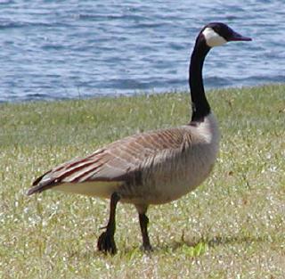 the sinister canada goose