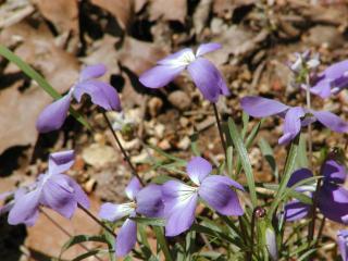 some of the many wild violets of west mountain