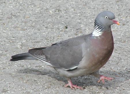 despite the name, Wood Pigeon is found in urban and suburban areas